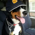 Appenzeller Sennenhond