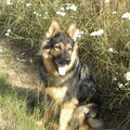 Oud Duitse Herdershond