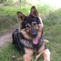 Oud Duitse Herdershond