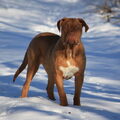 Bordeauxdog