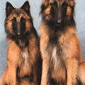 Tervuerense Herder