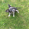 Chihuahua, langhaar