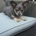 Chihuahua, langhaar