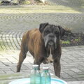 Boxer