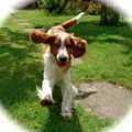 Welsh Springer Spaniel