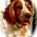 Welsh Springer Spaniel