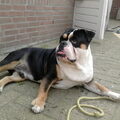 Old English Bulldog