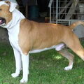 American Staffordshire Terrier