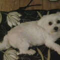 Maltezer