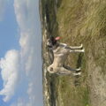Kangal