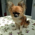 Chihuahua, langhaar