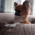 Chihuahua, langhaar