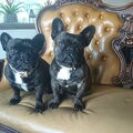 Franse Bulldog