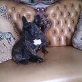 Franse Bulldog