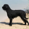 Barbet