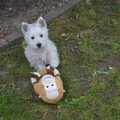 West Highland White Terrier