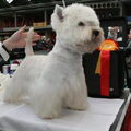 West Highland White Terrier