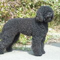 Barbet