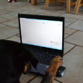 Beauceron