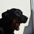 Beauceron