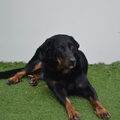 Beauceron