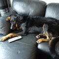 Beauceron