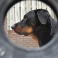 Beauceron