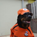 Beauceron