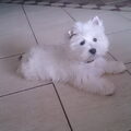 West Highland White Terrier