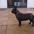 Franse Bulldog