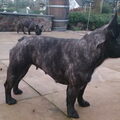 Franse Bulldog