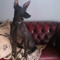 Peruaanse Haarloze Hond, groot