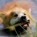 IJslandse Hond
