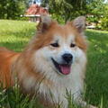 IJslandse Hond