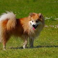 IJslandse Hond