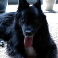 IJslandse Hond