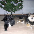 IJslandse Hond
