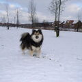 IJslandse Hond