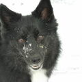 IJslandse Hond