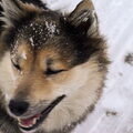 IJslandse Hond