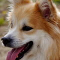 IJslandse Hond