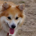 IJslandse Hond