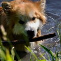 IJslandse Hond