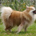 IJslandse Hond