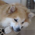 IJslandse Hond