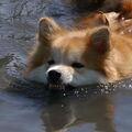 IJslandse Hond