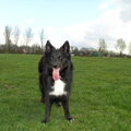 IJslandse Hond