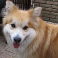 IJslandse Hond
