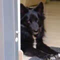 IJslandse Hond