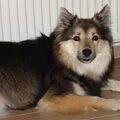 IJslandse Hond